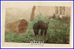 1920s Black Cat & Basket H/P Folk Art Snapshot Photo