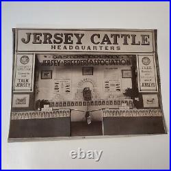 5 VTG American Jersey Cattle Club B&W Photo Pictures Cows & Exhibits Lot Farm AG