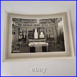 5 VTG American Jersey Cattle Club B&W Photo Pictures Cows & Exhibits Lot Farm AG