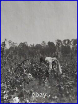 African Americans family picking cotton in Greenwood Mississippi