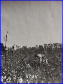 African Americans family picking cotton in Greenwood Mississippi