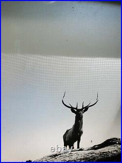 Antique LARGE Glass Positive Photo c1900 Buck deer on rocks Rare