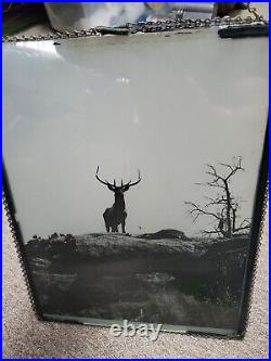Antique LARGE Glass Positive Photo c1900 Buck deer on rocks Rare