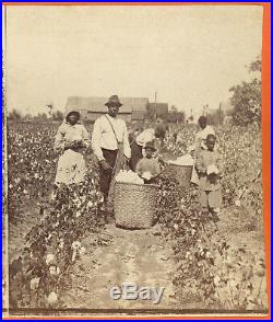 Black Cotton Pickers In Cotton Field Savannah Georgia Stereoview By J. N. Wilson