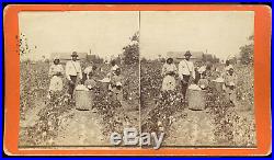 Black Cotton Pickers In Cotton Field Savannah Georgia Stereoview By J. N. Wilson