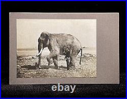 Circus Cabinet Card Photo Famous Animal Trainer Mabel Hall & Elephant Columbia