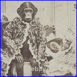 Monkey Chimpanzee Beds Crowded Room Summer Hotel Rules 1880s Stereoview H289