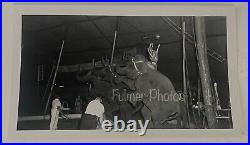 RARE Fulmer Estate B&W PRESS PHOTO PACK 1950s MILLS Bros CIRCUS Elephants COA