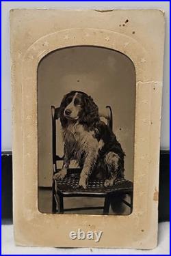 Tintype Studio Photographic Image Springer Spaniel Pet Dog Named Curly gp