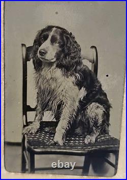 Tintype Studio Photographic Image Springer Spaniel Pet Dog Named Curly gp
