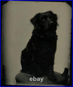 Tiny / Miniature Gem Tintype of a Little Black Dog in Chair 1860s