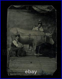 Unusual Tintype Photo Man & Woman Milking a Prop Cow