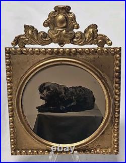 Unusual Tintype Photographic Studio Image Hunting-Spaniel Dog Lying Down Framed