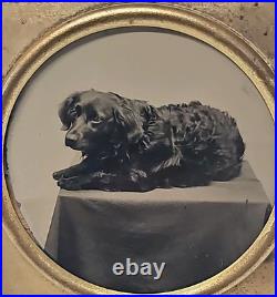 Unusual Tintype Photographic Studio Image Hunting-Spaniel Dog Lying Down Framed