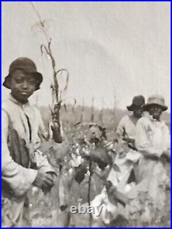 Very Beautiful Colored girl picking cotton Greenwood Mississippi