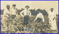 Vintage African American Cotton Pickers Picking Georgia Ga Labor Photo Rare