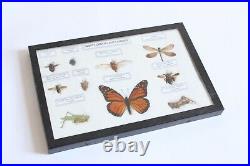 Vintage insect collection framed insect orders and families monarch