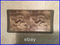 X RARE 1800's AFRICAN AMERICAN Man & woman STEREO CARD